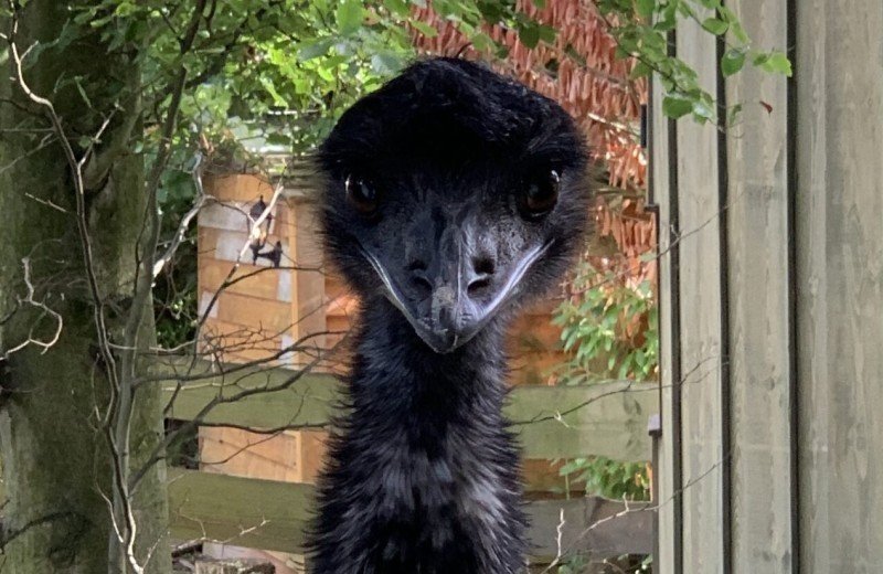 Dieren op de camping